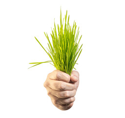 hand holding a green grass isolated