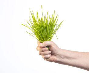 hand holding green grass