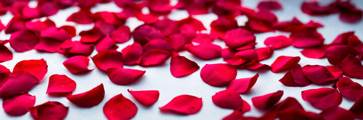 rose and rose petals on a white background. Selective focus.