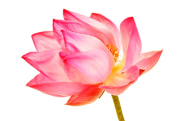 lotus flower