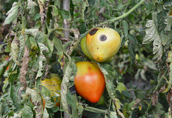 Tomato anthracnosis. Sick tomato plant affected by disease vertex rot