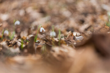 Snowdrop - Galanthus nivalis first spring flower. White flower with green leaves.