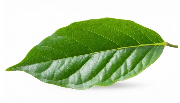 green leaves of peppercorn plant isolated on white background clipping path included