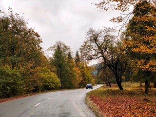 Fototapeta premium autumn in the park