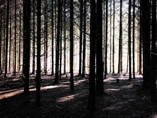 forest in autumn