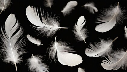 abstract white bird feathers falling in ther feathers floating on black background