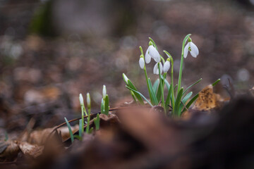 Snowdrop - Galanthus nivalis first spring flower. White flower with green leaves.