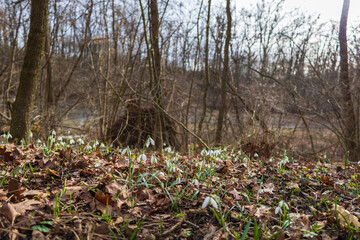 Obraz premium Snowdrop - Galanthus nivalis first spring flower. White flower with green leaves.
