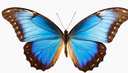 wings of a butterfly morpho morpho butterfly wings isolated on a white background