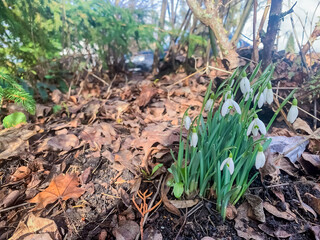 Snowdrop flowers in the woods.