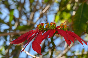 red tropical flowers bloom on the street in cyprus 2