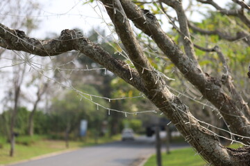 light wires tie on the tree on blurred road background