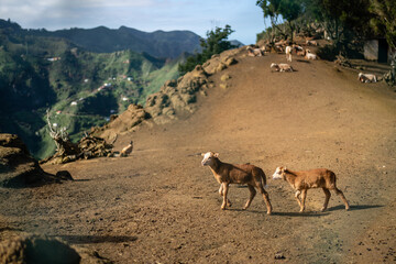 Goat in the Anaga mountains in Tenerife - 750530601