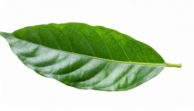 green leaves of peppercorn plant isolated on white background clipping path included