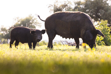 Cute piglet and dirty pig walking on green grass on sunny day