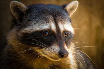 Expressive Close-Up of a Raccoon Amidst Natural Light