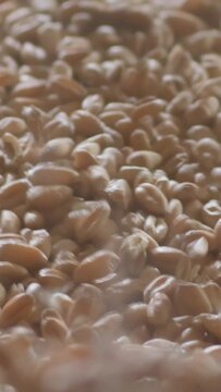 Vertical video. Macro. Wheat grain falls and moves in a pile of seeds on a conveyor belt creating a uniform background of golden color.