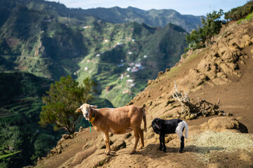 Goat in the Anaga mountains in Tenerife - 750533467