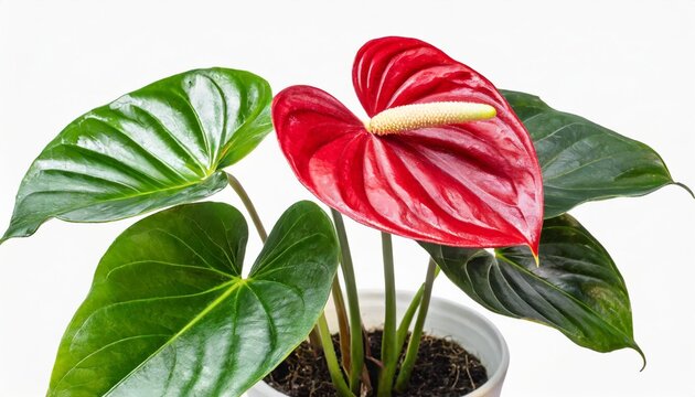 house plant anthurium in white flowerpot isolated on white background anthurium is heart shaped flower flamingo flowers or anthurium andraeanum