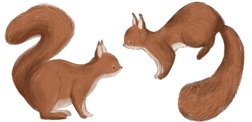 Cute squirrel illustration