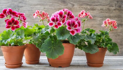 rich flowering geranium in a pot transparent background