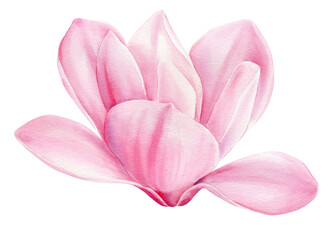 Watercolor magnolia flower. Beautiful pink spring magnolia flower isolated white. flora Watercolor Botanical painting
