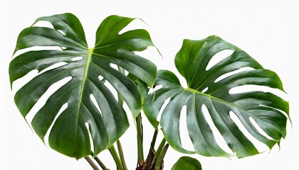 monstera plant isolated include clipping path on white background