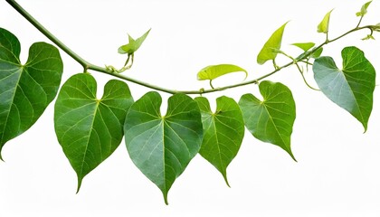 wild morning glory leaves climbing on twisted jungle liana isolated on white background clipping path included