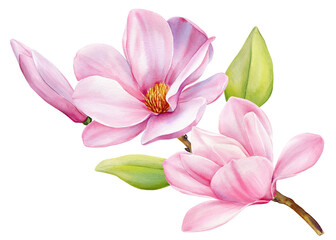 Watercolor magnolia flower. Pink magnolia flowers on a tree branch isolated on white. Hand drawing Botanical painting © Hanna