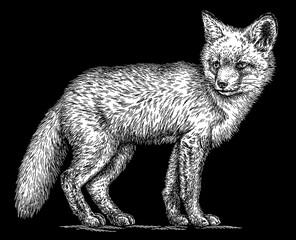 Vintage engraving isolated fox set illustration ink sketch. Wild animal background foxy animal silhouette art. Black and white hand drawn image.