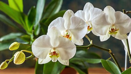 Fototapeta na wymiar orchid branch with white flowers