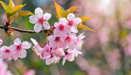 sakura flowers blooming in springtime a bunch of wild himalayan cherry blossom pink flowers on tree twig - obrazy, fototapety, plakaty