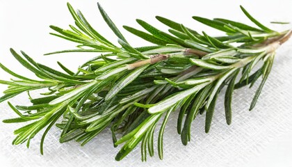 rosemary with transparent background