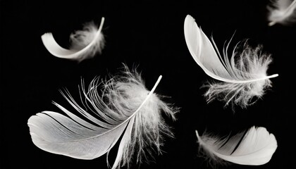 abstract white bird feathers falling in ther feathers floating on black background