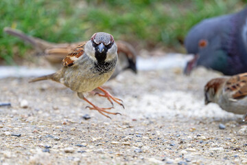 Moineau domestique - Passer domesticus - Paris - Jardin des Tuileries