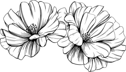 Wild rose flower isolated on white. Hand drawn vintage illustration.
