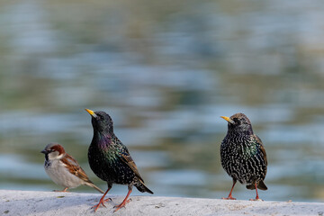 étourneau sansonnet -  sturnus vulgaris linnaeus -  Tuilerie - Louvre
