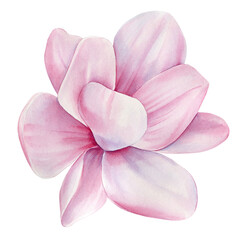 Naklejka na ściany i meble Magnolia flower Watercolor illustration. Spring pink flower Watercolor painting hand drawing Botanical illustration