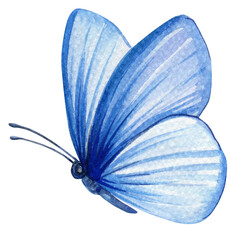 Butterfly isolated Hand painted watercolor Illustration for greeting cards, invitations. Tropical element for design. Blue butterfly
