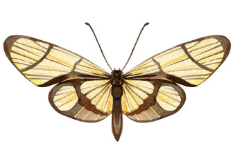 Butterfly isolated Hand painted watercolor Illustration for greeting cards, invitations. Vintage Tropical butterfly for design