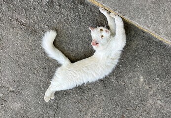 White cat  lying on floor and stretching legs.