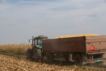 Obraz premium A tractor pulls a trailer full of corn after harvest