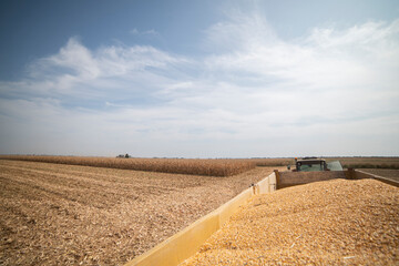 A trailer full of corn after harvest