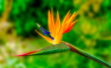Bird Of Paradise flower (Strelitzia reginae) in full bloom in tropical garden
