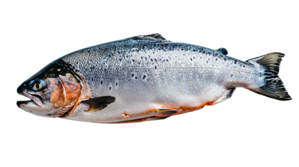 Spotted Whole Trout Isolated on white Background, A full view of a spotted trout, showcasing its intricate pattern and colors, isolated against a transparent background with clipping path.