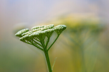 An atmospheric close up of an achilea in bloom