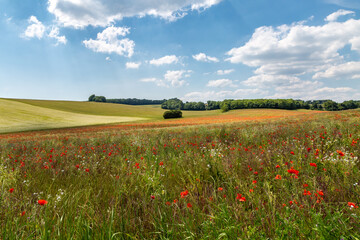 A rural South Downs landscape with poppies and other wildflowers growing in the summer sunshine