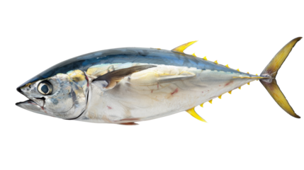 Whole Yellowfin Tuna Fish Isolated on White, A whole Yellowfin tuna, notable for its yellow tail and sleek body, displayed in profile isolated against a white background.