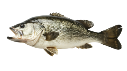 Largemouth Bass Fish Isolated on White Background, Side view of a largemouth bass fish, with its characteristic open mouth, isolated on a white background, a common freshwater fishing catch.