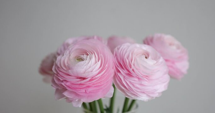 Rotating shot of a pale pink, blooming Ranunculus or buttercup flower. Close up, isolated on white, no people